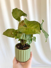 Load image into Gallery viewer, Flowers + Plant Combo
