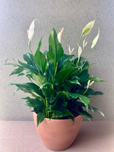 Load image into Gallery viewer, The Peace of Mind, Peace Lily Planter
