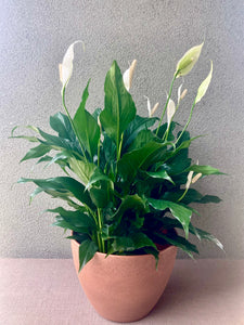 The Peace of Mind, Peace Lily Planter