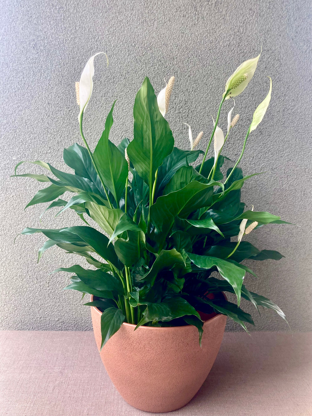 The Peace of Mind, Peace Lily Planter