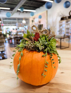DIY Succulent Pumpkin Drop In, Wednesday October 1st, anytime between 12-3