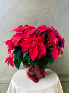The Poinsettia, Holiday Plant
